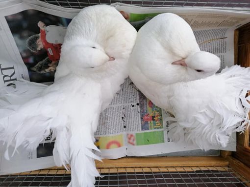 Diese beiden Tauben wurden hilflos und flugunfähig auf einer Wiese gefunden.  Foto: Tierheim Löffingen
