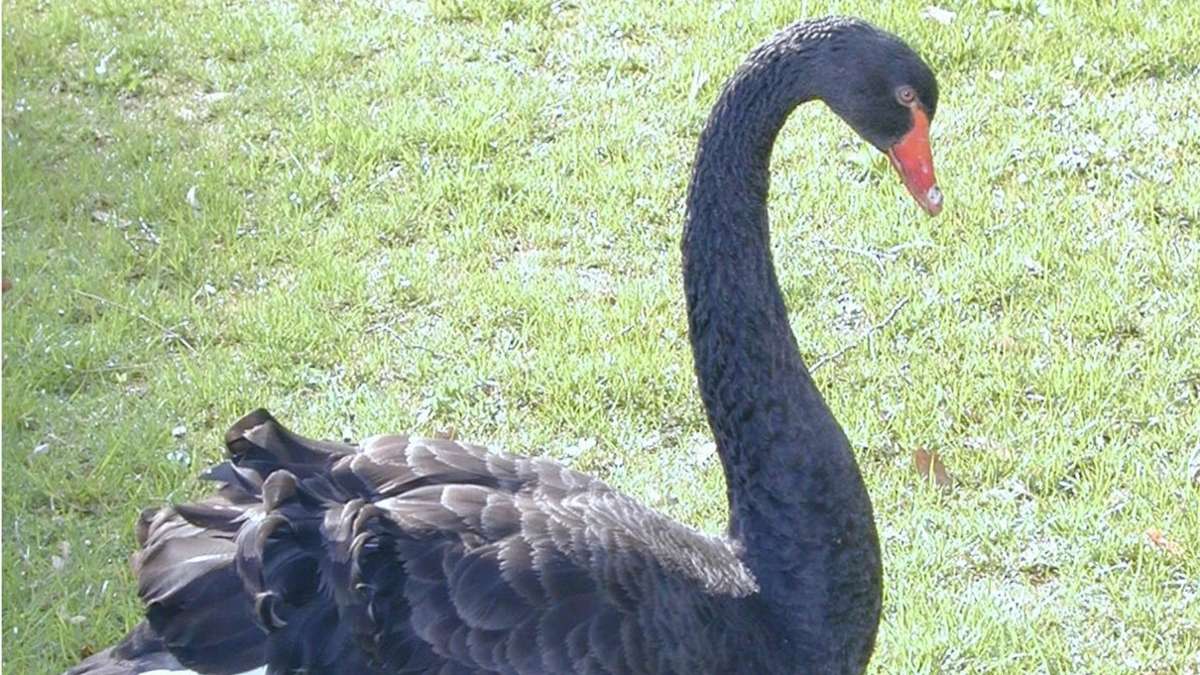 Tier verschwunden: Bad Liebenzell vermisst seinen schwarzen Schwan