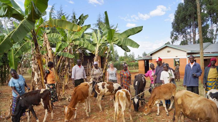 Wie kommen kenianische Kühe nach Dornhan?