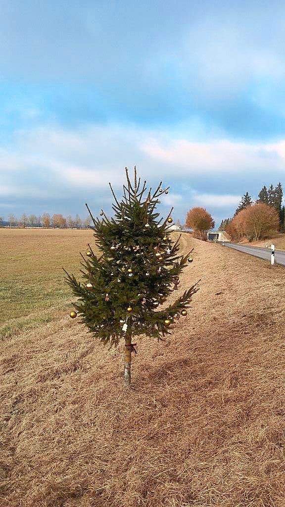 So schön kann Weihnachten sein. Dieser Baum steht an der Verbindungsstraße zwischen Aaasen und Bad Dürrheim. Foto: Roland Maier