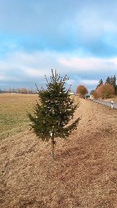 So schön kann Weihnachten sein. Dieser Baum steht an der Verbindungsstraße zwischen Aaasen und Bad Dürrheim. Foto: Roland Maier Foto: Schwarzwälder-Bote