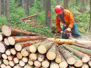 Die Zahlen für das Forstwirtschaftsjahr 2017 fielen in Schömberg positiv aus.  Foto: © Kletr – stock.adobe.com Foto: Schwarzwälder-Bote
