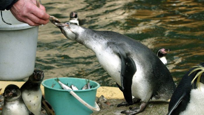 Tierpfleger findet toten Pinguin –  Polizei ermittelt