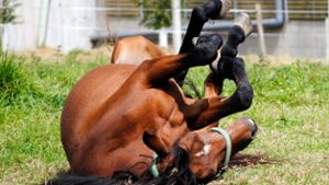 Pferde geraten auf Koppel in Panik: Ein Tier stirbt