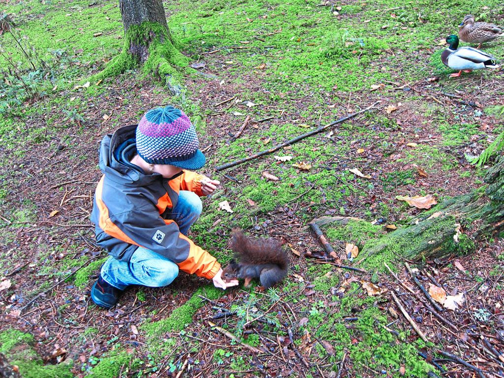 Mit etwas Glück traut sich ein Eichhörnchen im Doniswald sogar, die mitgebrachte Nuss direkt aus der Hand zu fressen. Fotos: Dorer Foto: Schwarzwälder Bote