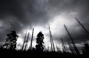 Auch der Zustand der Wälder macht den Klimaexperten Sorgen. Denn sie sollen CO2  speichern, leiden aber gleichzeitig unter den Klimaveränderungen. Foto: picture alliance/dpa/Julian Stratenschulte