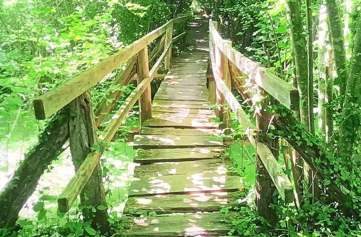 Schmale Holzbrücken wie diese sind auf dem Schnakenpfad ein Hingucker – jedoch für Kinderwagen ungeeignet. Foto: Messmer
