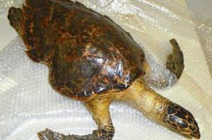 Diese präparierte Karettschildkröte sollte nach Deutschland eingeführt werden. Foto: Hauptzollamt Singen