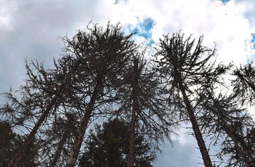 Geschädigte oder tote Bäume, wie rund um den Huzenbacher See, könnten bei einem Waldbrand zum Problem werden. Foto: Michel