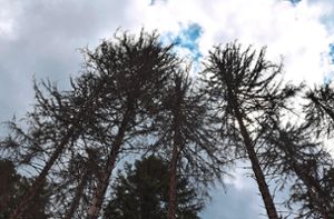 Waldbrandbekämpfung: Baiersbronner Räte bemängeln fehlendes Konzept