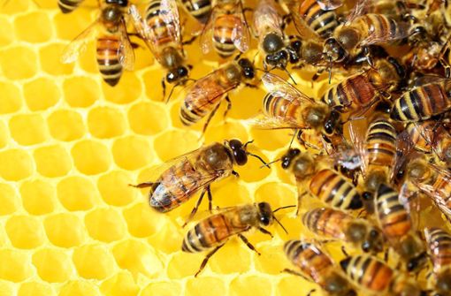 Die Infektionskrankheit von Bienen ist für Menschen nicht gefährlich. Foto: PollyDot/Pixabaxy