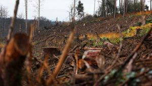 Forstamtsleiter sieht deutliche Spuren des Klimawandels