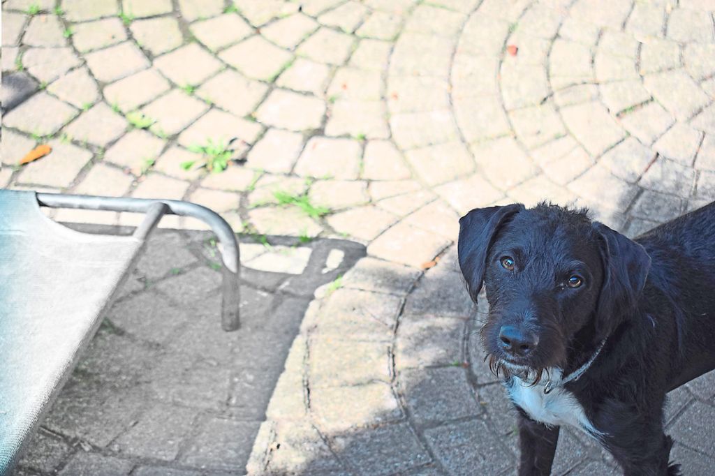 Eutingen: Hundewaisenhaus: Neuanfang für Mensch und Tier