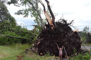 Fünf Jahre klein und aber der Baum war schon viele Jahrzehnte alt und ziemlich groß. Diese  Linde zwischen Killer und Ringingen fiel dem Sturm zum Opfer. Foto: Simmendinger