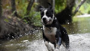 Peta schlägt Alarm nach Hundebiss in Lahr