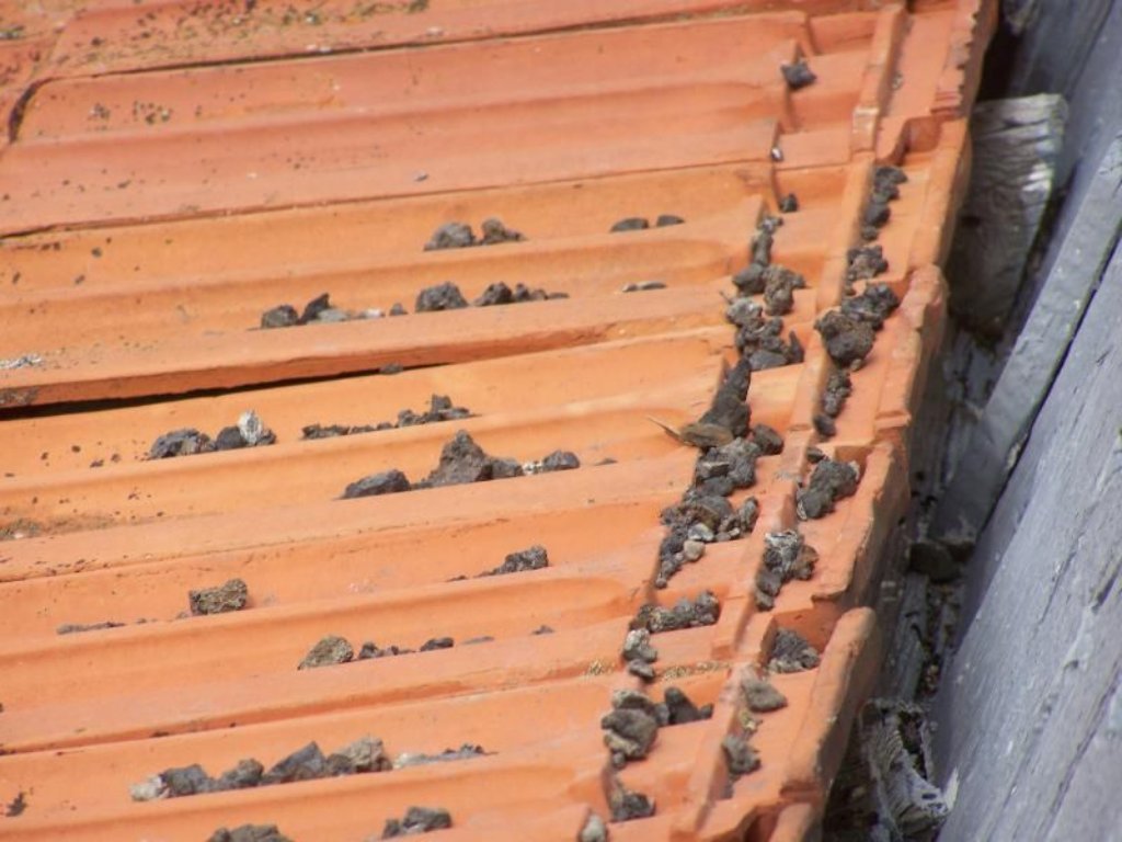 Gesteinsbrocken landeten auf dem Vordach eines Hauses in Riedöschingen. Sind es Stücke von jenem Meteoriten, der am 15. März über Süddeutschland abstürzte?