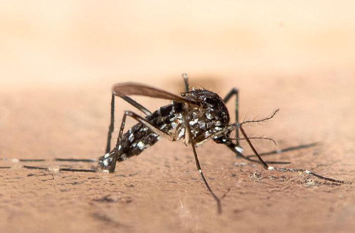 Asiatische Tigermücke: So hoch ist die Gefahr von Krankheitsübertragungen in der Region