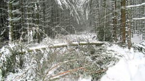 Nach Sturm: Mann stirbt bei Aufräumarbeiten im Wald