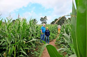 Wie ein kleiner Wald mit Wegen präsentiert sich das Rexinger Maislabyrinth den Besuchern. Foto: WAGNER Foto-Media/Andreas Wagner