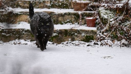Eine  Katze läuft im Schneetreiben durch einen verschneiten Garten in Stuttgart:  Da sich die warme Luft mit dem Regen  in Richtung Norden bewegt, kann  das Glatteis in den Regionen Karlsruhe und Stuttgart noch bis in die frühe Nacht zum Donnerstag ein Thema sein. Foto: dpa/Bernd Weißbrod