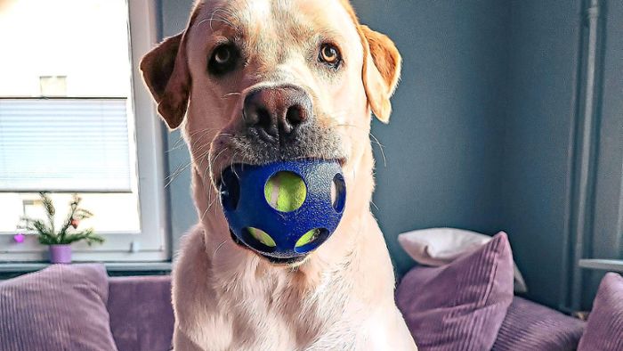 Online-Petition in Sachen Hundesteuer soll im Oktober starten