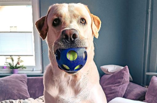 Labrador-Rüde Hugo ist seiner Halterin Barbara Spruth wichtig – doch auch für andere Hunde in VS wünscht sie sich, dass im Oberzentrum endlich neu gedacht wird. Sie startet eine Petition für den zweckgebundenen Einsatz der Hundesteuer. Foto: Spruth