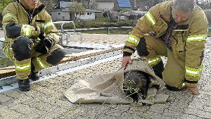 Feuerwehr rettet Biber aus Kneippbad