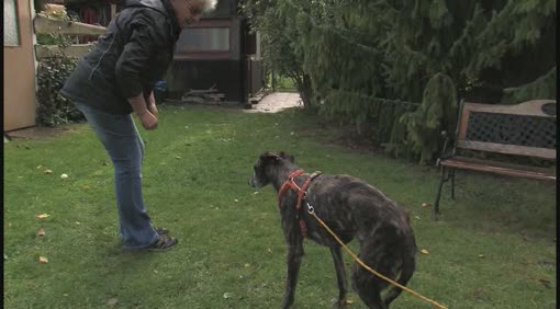 Schicksalswende für Hunde aus Spanien