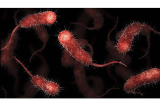 Medizinische Darstellung von Vibrionen-Bakterien. Foto: Imago/Stock Trek Images