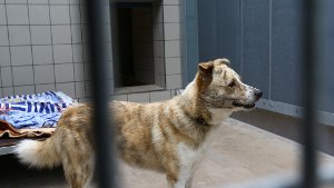 Tierheim droht  Stadt: Lehnen Fundtiere in Zukunft ab