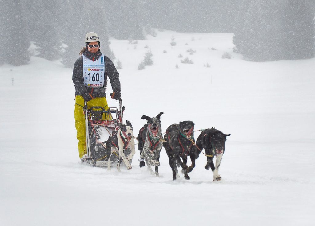 Auf dem Weg zum Ziel der Europameisterschaften für Schlittenhunde: Florian Bachmann holt die Bronzemedaille.