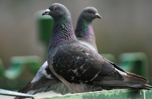 Taubenfüttern ist in Stuttgart verboten. Foto: dpa