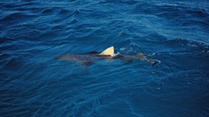 Österreicherin stirbt nach Hai-Angriff
