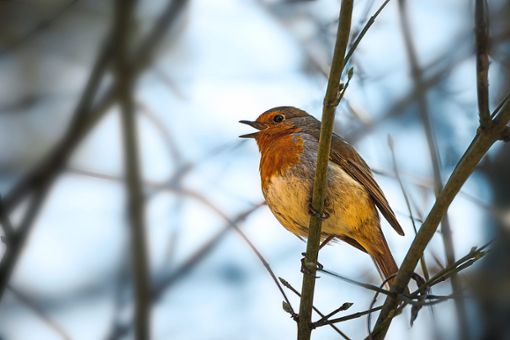 Singvögel wie das   Rotkehlchen sind die heimlichen Stars des St. Georgener Online-Festivals.Foto: Pixabay Foto: Schwarzwälder Bote