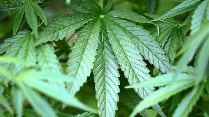 Polizei findet über 100 Marihuanapflanzen und mehrere Waffen
