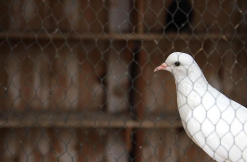 Per Eieraustausch soll in Bisingen die zu große Taubenpopulation kontrolliert und eingedämmt werden. Foto: Pixabay