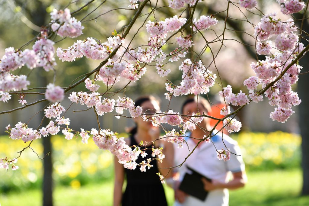 Besucher gehen im Schlossgarten in Schwetzingen an einer blühenden japanischen Zierkirsche vorbei.
