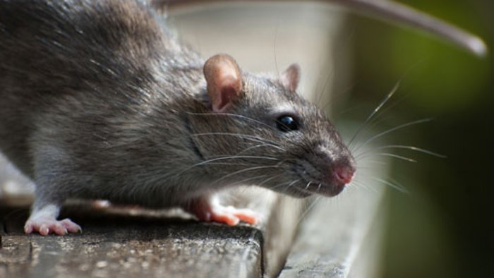 2. Juli: Mit Rasenmäher gegen Ratten