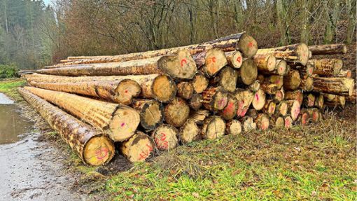 Der Haiterbacher Stadtwald wirft in diesem Jahr dank Fördergeldern von Bund und Land einen Überschuss ab. Foto: Priestersbach