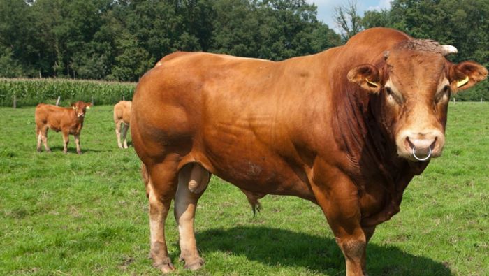 Stier greift Landwirt auf Bauernhof an - schwer verletzt