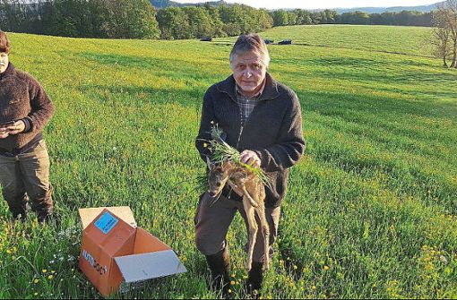 Konrad Dett hält vorsichtig ein Rehkitz in der Hand, das mit Hilfe einer Drohne im hohen Gras  geortet worden ist. Foto: Hagg