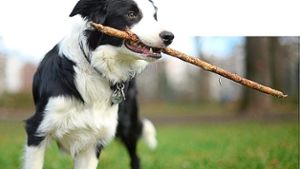 Räte vertagen Kampfhunde-Steuer 