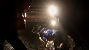 Oftmals kommen auch Suchhunde zum Einsatz, um nach den Vermissten zu suchen. (Symbolfoto) Foto: Marc Eich