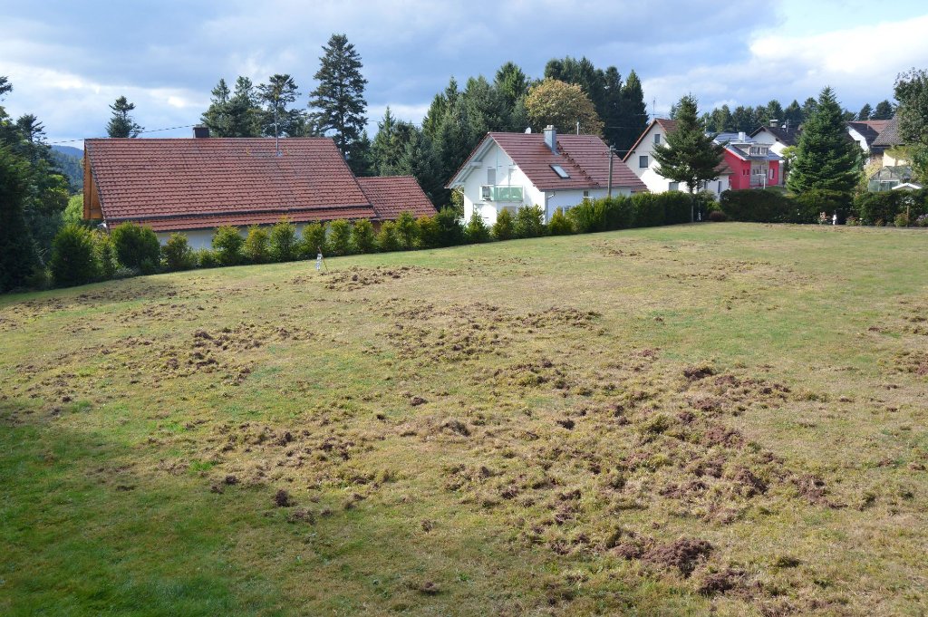 Der Rasen von Wilhelm Hohmann im Aichhalder Lärchenweg hat Ähnlichkeit mit einem Acker.