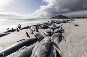innerhalb weniger Tage sind in Neuseeland etwa 480 Grindwale gestrandet und gestorben. Foto: dpa/Tamzin Henderson