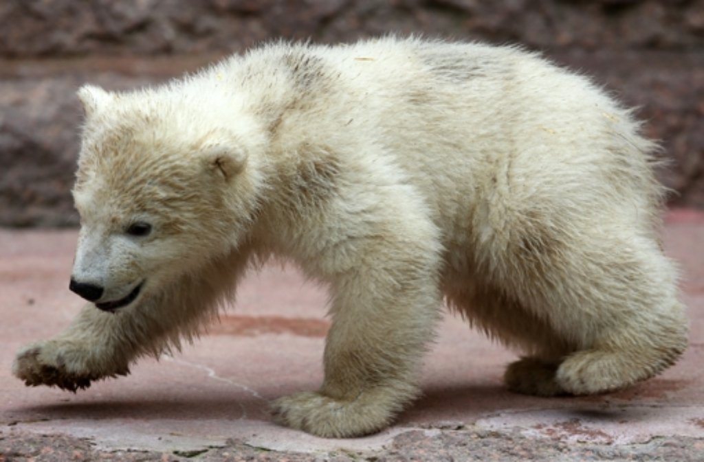 Das Eisbärbaby im Rostocker Zoo ist am letzten Mittwoch erstmals im Gehege unterwegs. Das dreieinhalb Monate alte Eisbär-Männchen wiegt inzwischen knapp 20 Kilogramm. Noch mehr Tierbabys gibts in unserer Bildergalerie!