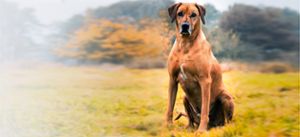 Auf Antrag der Freien Wähler kam auch der Rhodesian Ridgeback auf die Liste der gefährlichen Hunde.  Foto: (sb)