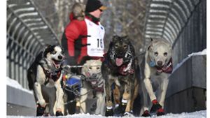 Das Team von Matt Hall überquert die Nordlichtbrücke in der Nähe von Goose Lake während des feierlichen Starts des Iditarod Trail Hunde-Schlitten-Rennens. Foto: Anne Raup/Anchorage Daily News via AP/dpa
