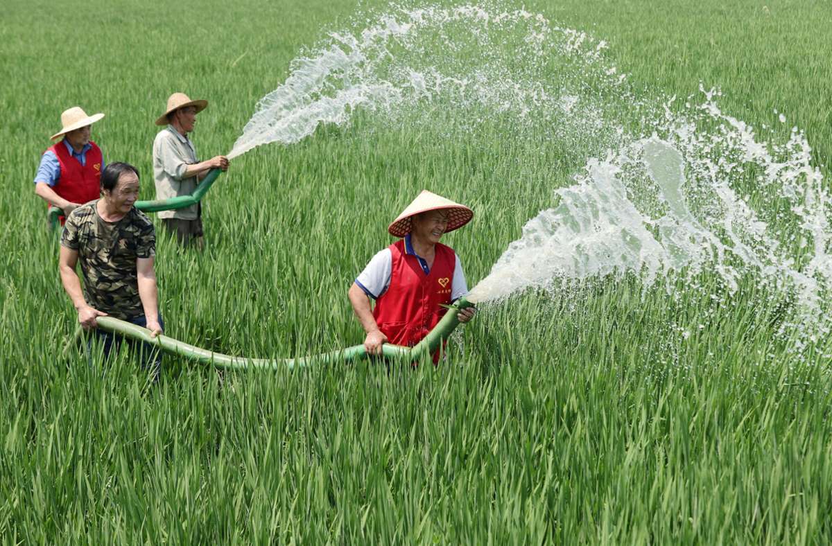 Huzhou: Dorfbewohner und Freiwillige bewässern Reisfelder.