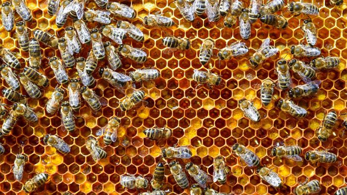 Bienenvölker im Wert von rund 10 000 Euro gestohlen